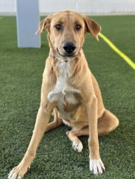 Jinx -  Anatolian Shepherd and Mixed Breed Dog for Adoption in Fresno, California - Jinx | PetCurious