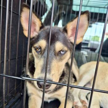 Swizzle -  Husky and Mixed Breed Dog for Adoption in Peculiar, Missouri - Swizzle | PetCurious