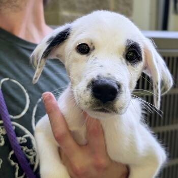 Scout -  Hound Dog for Adoption - Scout | PetCurious