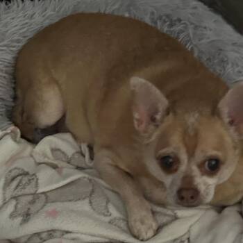 Chihuahua Dogs Available for Adoption - Spike | PetCurious
