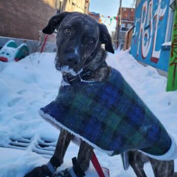 Cane Corso Dogs Available for Adoption in Woodstock, Ontario - Cheesey | PetCurious