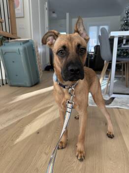 Rescue Shepherd Dogs for Adoption - Jett | PetCurious