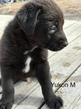 Mixed Breed Dogs Available for Adoption in Exshaw, Alberta - Yukon | PetCurious