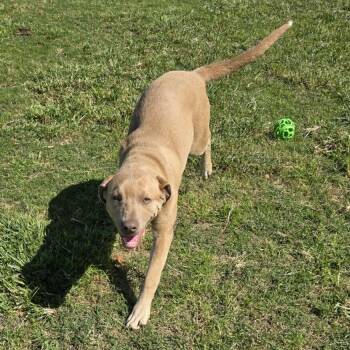 Mastiff Dogs Available for Adoption in Spring, Texas - Cinnamon | PetCurious
