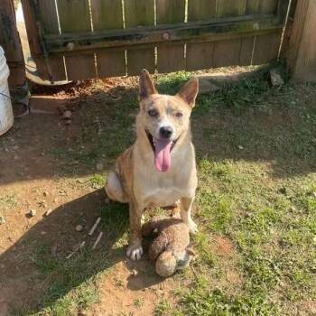 Cattle Dog Dogs Available for Adoption in Starkville, Mississippi - Tigger | PetCurious