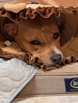 Maple Candy (ID 52905) -  Pit Bull Terrier Dog for Adoption in Manassas, Virginia - Maple Candy (ID 52905) | PetCurious