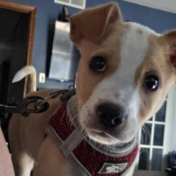 Snuggle Buggle Rue Boo -  Jack Russell Terrier Dog for Adoption in Olathe, Kansas - Snuggle Buggle Rue Boo | PetCurious