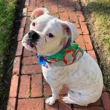 Baby Girl -  Boxer Dog for Adoption in Davis, California - Baby Girl | PetCurious