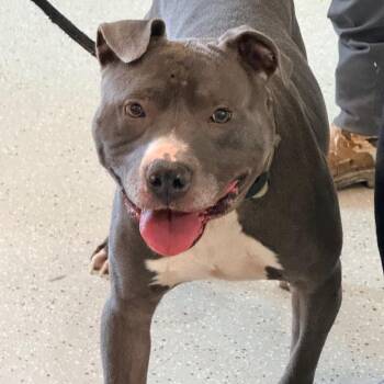Pit Bull Terrier Dogs Available for Adoption - Zeus | PetCurious