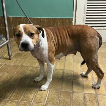 IVHS-Stray-140783 -  American Bulldog and Staffordshire Bull Terrier Dog for Adoption in San Gabriel, California - IVHS-Stray-140783 | PetCurious