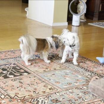 Casper -  Maltese Dog for Adoption in Ramona, California - Casper | PetCurious
