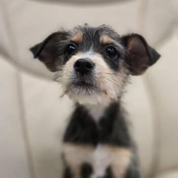 Terrier and Mixed Breed Dogs Available for Adoption - Morning Glory | PetCurious