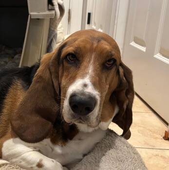 Basset Hound Dogs Available for Adoption - Zuma | PetCurious