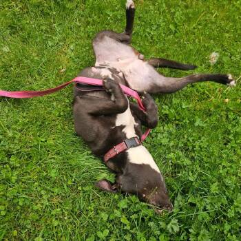 Pit Bull Terrier and Mixed Breed Dogs Available for Adoption in Bellingham, Washington - Kara | PetCurious