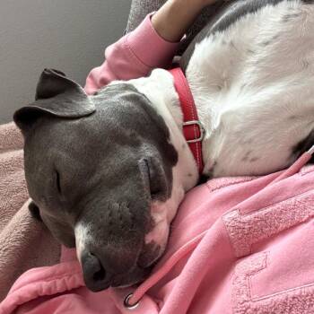 Stormy -  American Staffordshire Terrier Dog for Adoption in Des Moines, Iowa - Stormy | PetCurious