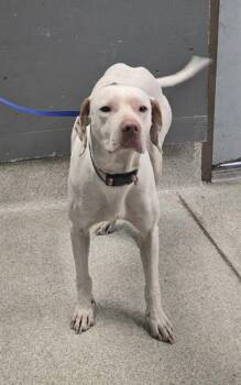 SHERMAN -  German Shorthaired Pointer and Mixed Breed Dog for Adoption in Tallahassee, Florida - SHERMAN | PetCurious