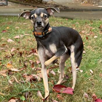 Rescue Chihuahua Dogs for Adoption in Latrobe, Pennsylvania - Mindy | PetCurious