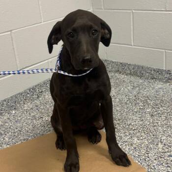 Athena -  Black Labrador Retriever and Mixed Breed Dog for Adoption in Greenville, South Carolina - Athena | PetCurious