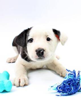 Siberian Husky and Rat Terrier Dogs Available for Adoption in Morton Grove, Illinois - Cera | PetCurious