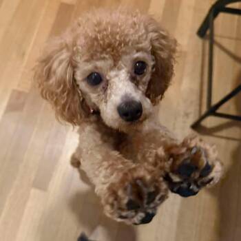 Josh Allen -  Miniature Poodle Dog for Adoption in Brockport, New York - Josh Allen | PetCurious