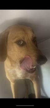 A138556 -  Mixed Breed Dog for Adoption in Palmetto, Florida - A138556 | PetCurious