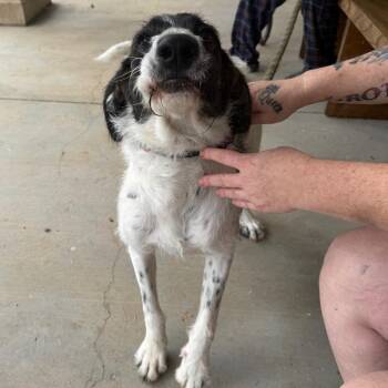 Luke -  Mixed Breed Dog for Adoption in Winston-salem, North Carolina - Luke | PetCurious