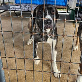 Mixed Breed Dogs Available for Adoption in Lake Jackson, Texas - Clementine | PetCurious