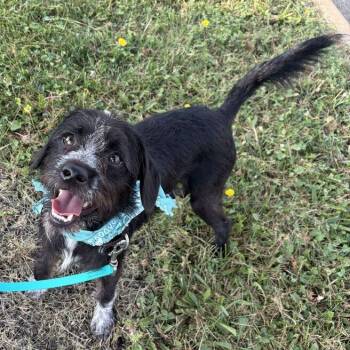 Barnaby -  Mixed Breed Dog for Adoption in Canal Winchester, Ohio - Barnaby | PetCurious