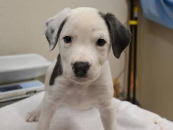 Mastiff and Mcnab Dogs Available for Adoption in Portland, Oregon - Moo Moo | PetCurious