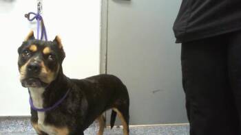 A1267279 -  American Staffordshire Terrier Dog for Adoption in Charlotte, North Carolina - A1267279 | PetCurious