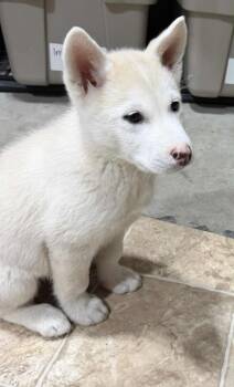 Rescue Husky Dogs for Adoption in Abbotsford, British Columbia - Chione | PetCurious