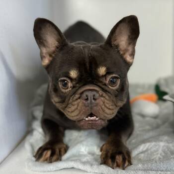 French Bulldog Dogs Available for Adoption in Columbia, South Carolina - Grapes | PetCurious