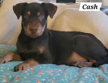 Rescue Shepherd Dogs for Adoption in Annandale, Virginia - Cash | PetCurious