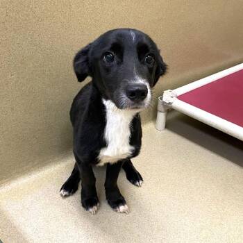Meeko -  Border Collie Dog for Adoption in Monroe, Georgia - Meeko | PetCurious
