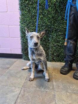 61181740 -  Mixed Breed Dog for Adoption in El Paso, Texas - 61181740 | PetCurious