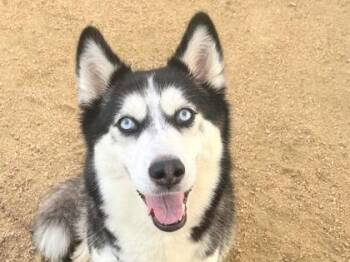 Marie -  Mixed Breed Dog for Adoption in Georgetown, Texas - Marie | PetCurious