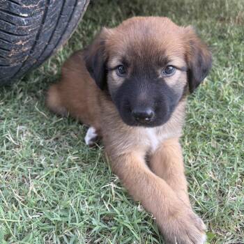 Spud -  Shepherd and Mixed Breed Dog for Adoption in Midland, Texas - Spud | PetCurious