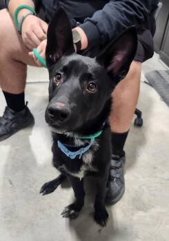 Cappuccino -  Australian Kelpie Dog for Adoption in Billings, Montana - Cappuccino | PetCurious