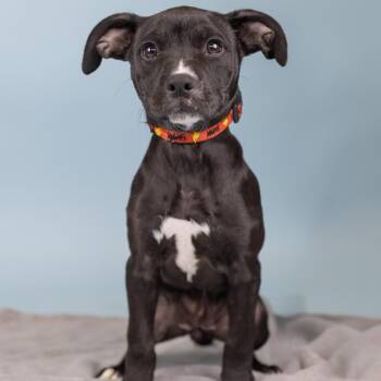 Mixed Breed Dogs Available for Adoption in Portland, Oregon - Plum | PetCurious