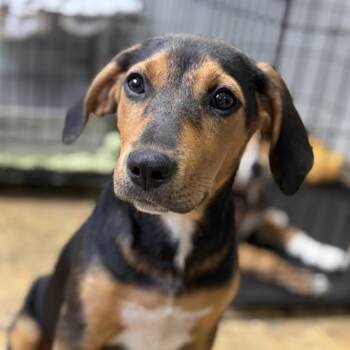 Tropicana -  Hound Dog for Adoption in Columbia, South Carolina - Tropicana | PetCurious