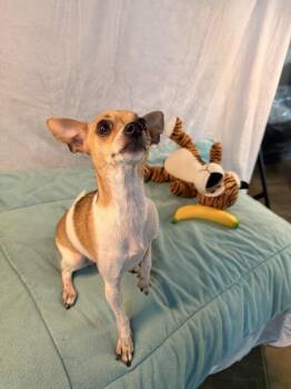 Honey Crisp -  Chihuahua Dog for Adoption in Richmond, Texas - Honey Crisp | PetCurious