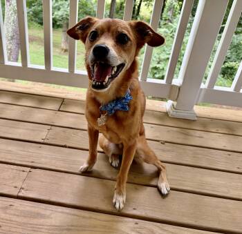 JJ -  Italian Greyhound and Pomeranian Dog for Adoption in Leesburg, Virginia - JJ | PetCurious