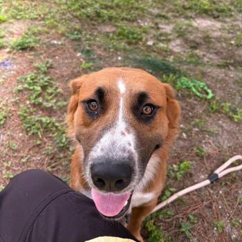Beethoven -  Mixed Breed Dog for Adoption - Beethoven | PetCurious