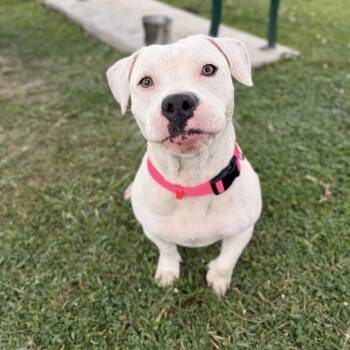 Mixed Breed Dogs Available for Adoption - Elsa | PetCurious