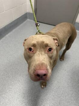 MISTER -  Labrador Retriever and Weimaraner Dog for Adoption in Indianapolis, Indiana - MISTER | PetCurious