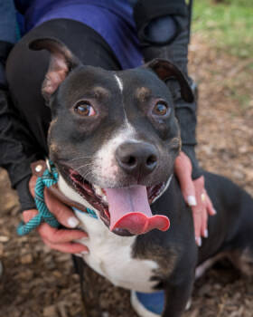 Rescue Mixed Breed Dogs for Adoption in Chamblee, Georgia - Goji | PetCurious