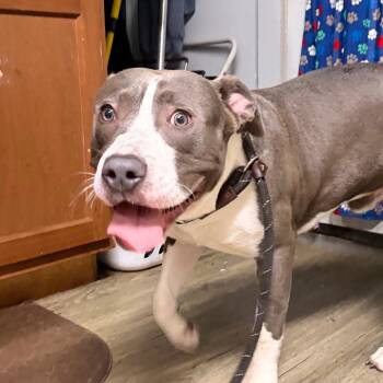 Mixed Breed Dogs Available for Adoption in Summerville, South Carolina - Danni | PetCurious