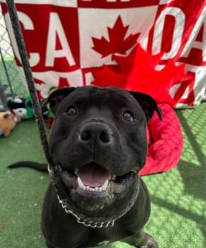 Jonas -  Cane Corso Dog for Adoption in Vancouver, British Columbia - Jonas | PetCurious