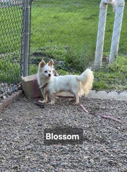 Blossom -  Chiweenie Dog for Adoption in Wever, Iowa - Blossom | PetCurious