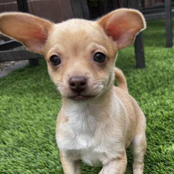 Chihuahua Dogs Available for Adoption in Las Vegas, Nevada - Chance | PetCurious